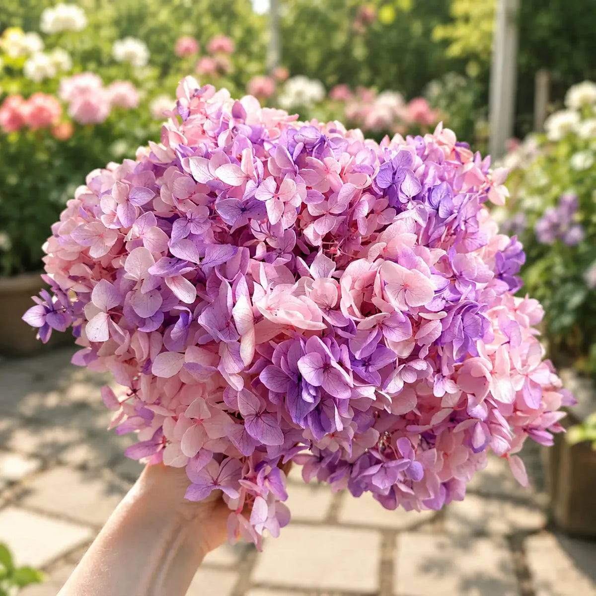 What Hydrangeas Reveal About Grace, Abundance, and Heartfelt Emotions