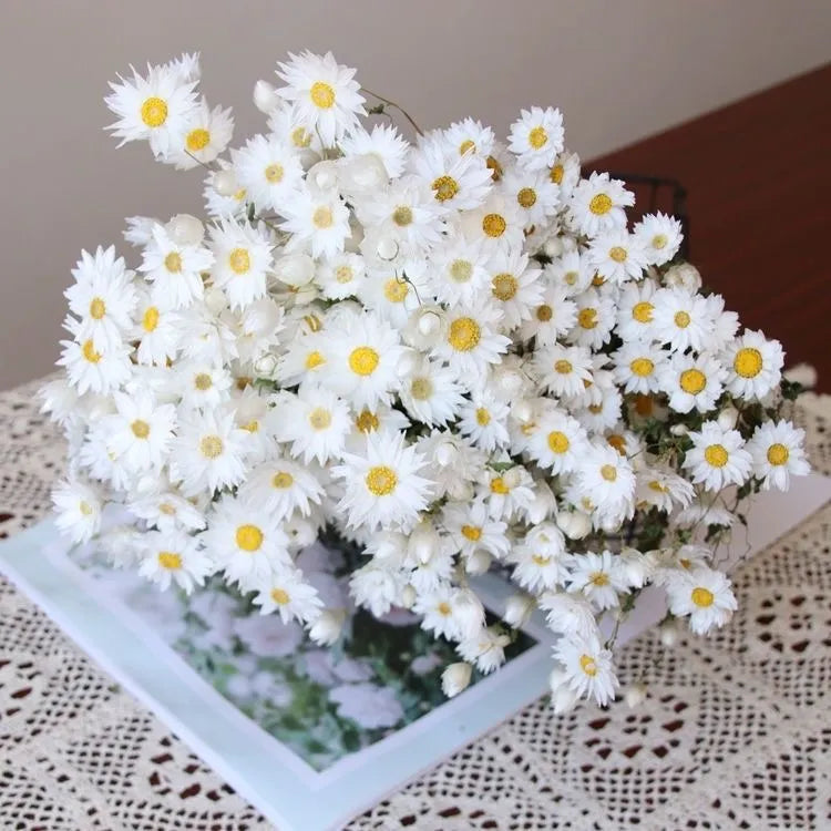 Helipterum Manglesii Meaning: Bright Citrus Symbolism for Weddings and Jewelry